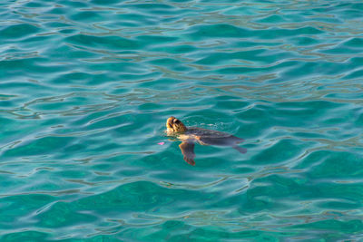 High angle view of swimming in sea