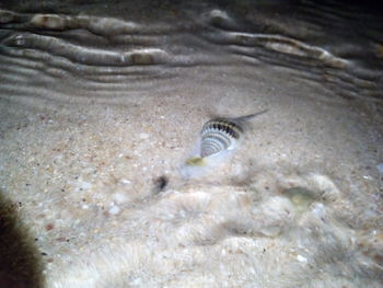 Close-up of starfish on beach