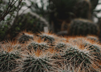 Close-up of cactus growing in field