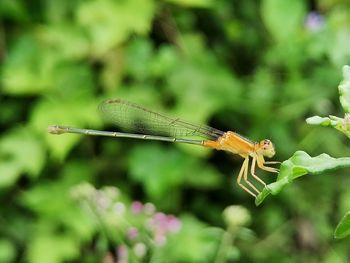 Close-up of dragonfly on leaf