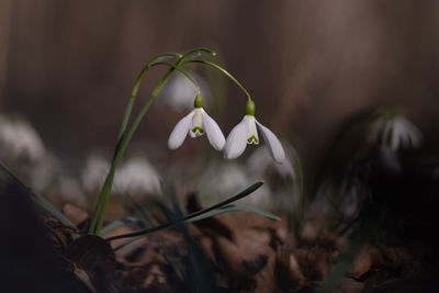 Close-up of white flowering plant