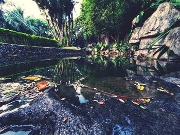 Scenic view of lake in forest