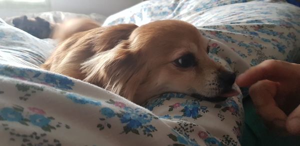 Close-up of a dog resting on bed