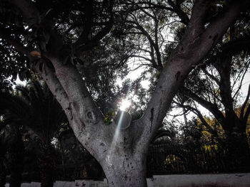 Low angle view of trees in park