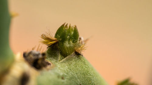 Close-up of succulent plant