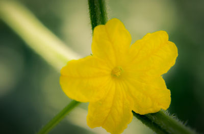 Close-up of yellow flower