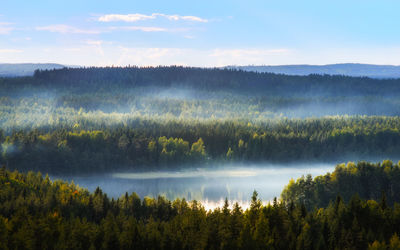 Scenic view of forest against sky