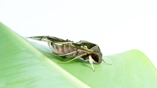 Close-up of insect over green background