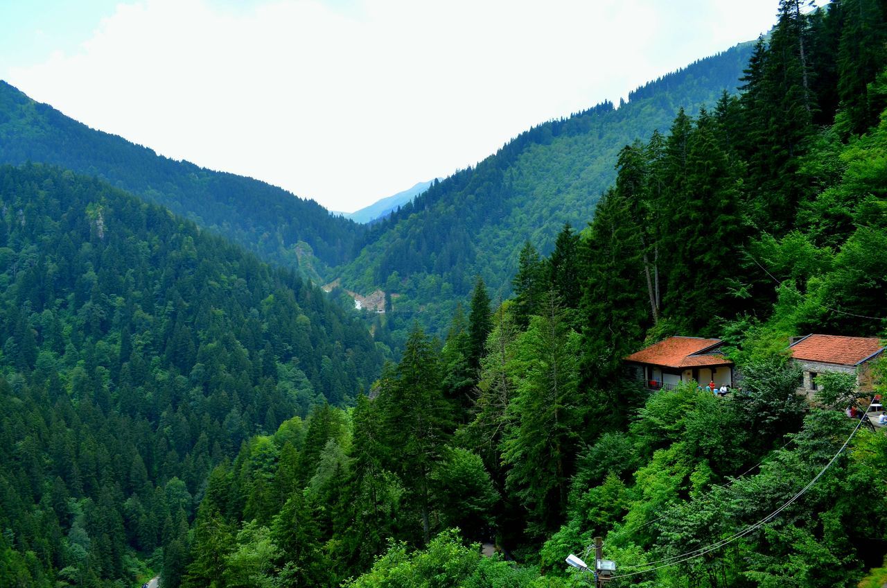 growth, tree, nature, green color, beauty in nature, plant, no people, outdoors, banana tree, tranquility, day, freshness, scenics, sky, tranquil scene, mountain, landscape, agriculture