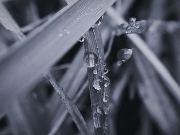 Close-up of raindrops on plant