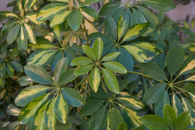 Close-up of leaves