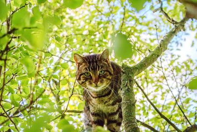 Portrait of cat sitting on tree