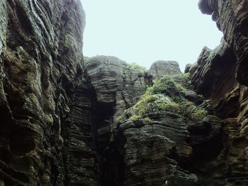 Low angle view of trees against sky