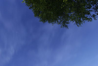 Low angle view of tree against blue sky