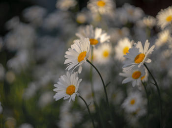 Close-up of white daisy flowers