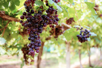 Close-up of grapes growing in vineyard