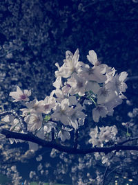 Close-up of white cherry blossom tree