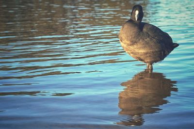 Duck in a lake