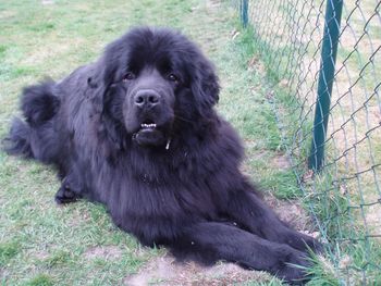 Close-up of black dog sitting on grass