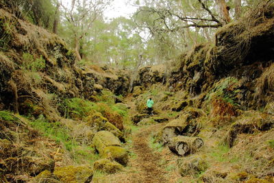 Scenic view of forest