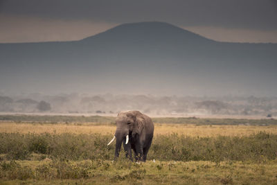 Elephant in a field