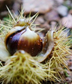 Close-up of wet chestnut