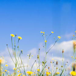 Low angle view of yellow flowering plants on field against sky