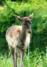 Portrait of deer standing on field