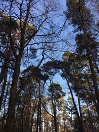 Low angle view of trees in forest against sky