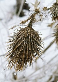 Close-up of pine tree during winter