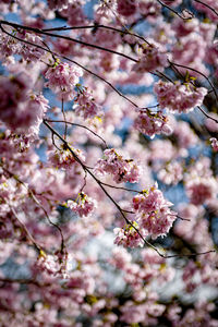 Low angle view of cherry blossom tree