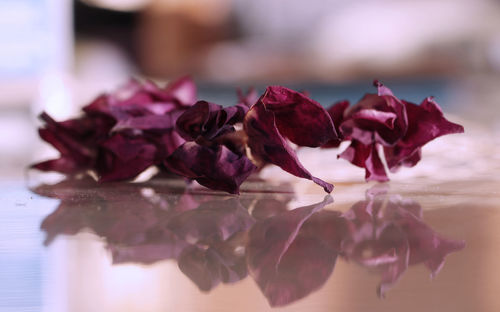 Close-up of roses in water