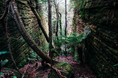 Trees growing in forest