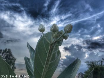 Low angle view of fresh green plant against sky