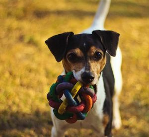 Portrait of dog