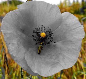 Close-up of insect on white flower