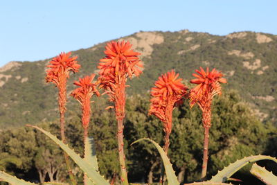 Close-up of red flowers against landscape