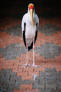 Stork perching on paved walkway