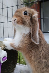 Close-up of a rabbit