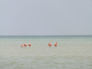 View of horses in sea against clear sky