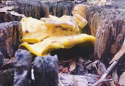 Close-up of mushrooms