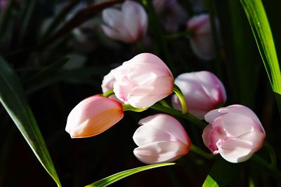 Close-up of pink flowers