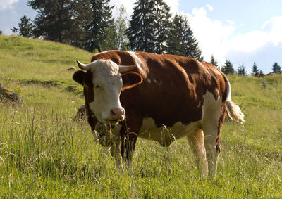 Cow standing on field against sky