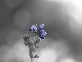 Close-up of insect on purple flower