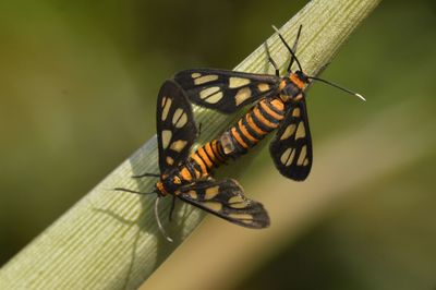 animal wildlife