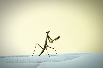 Close-up of praying mantis on bed against wall