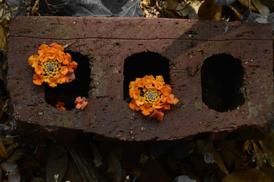 Close-up of flowers