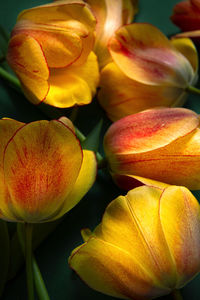 Close-up of red flower