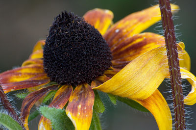 Close-up of yellow flowering plant