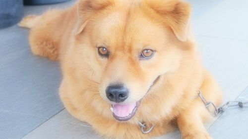 Close-up portrait of dog